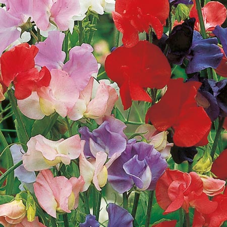 Unbranded Sweet Pea Old Fashioned Mixed Seeds Average