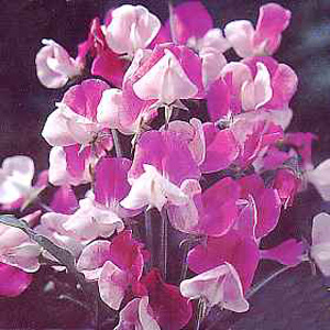 Unbranded Sweet Pea Painted Lady Seeds