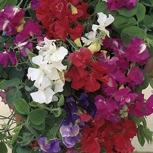 Unbranded Sweet Pea Patio Mix Seeds