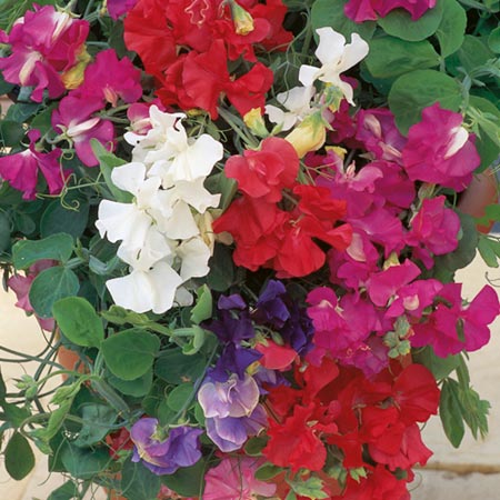 Unbranded Sweet Pea Patio Mixed Seeds Average Seeds 35