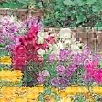 Unbranded Sweet Pea Patio Seeds 414054.htm