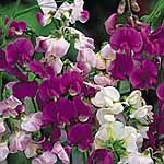 Unbranded Sweet Pea Perennial Mixed (Plugs of Plants)