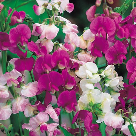 Unbranded Sweet Pea Perennial Mixed Plants Pack 3 Plug
