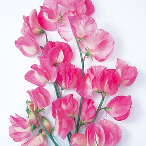 Unbranded Sweet Pea Princess Elizabeth Seeds
