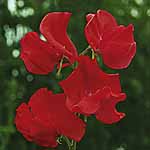 Unbranded Sweet Pea Restormel (Plug of Plants) 401441.htm