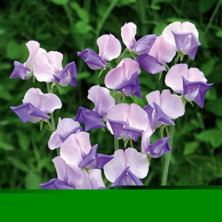 Unbranded Sweet Pea Royal Romance Seeds Average Seeds 25