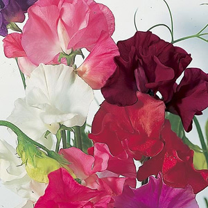 Unbranded Sweet Pea Royals Mix Seeds