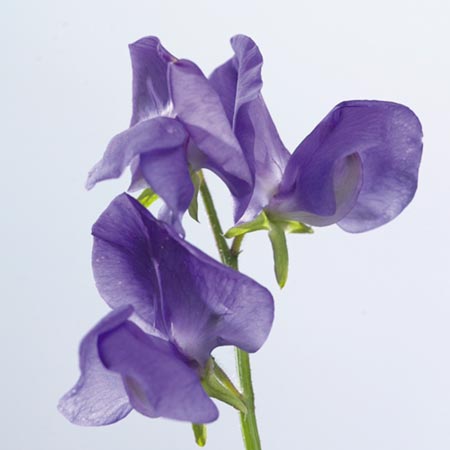 Unbranded Sweet Pea Seed Collection (Lathyrus odoratus)