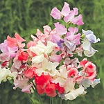 Unbranded Sweet Pea Showbench Mixed Seeds 413105.htm