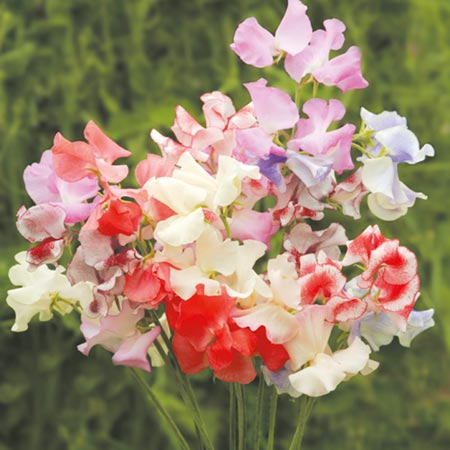 Unbranded Sweet Pea Showbench Mixed Seeds Average Seeds 25