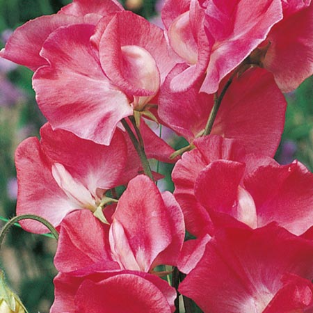 Unbranded Sweet Pea Southbourne Seeds 20 Seeds