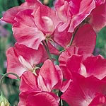 Unbranded Sweet Pea Southbourne Seeds 413091.htm