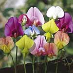 Unbranded Sweet Pea Species Mixed Plants 405401.htm