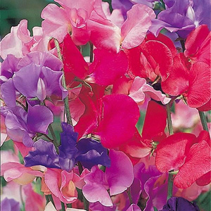 Unbranded Sweet Pea Spencer Special Mix Seeds