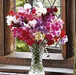 Unbranded Sweet Pea Spencer Special Mixed (Plugs of Plants)