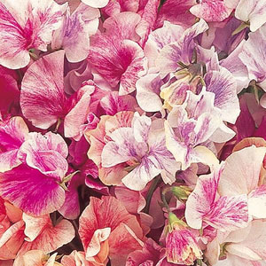 Sweet Pea Streamer Mix Seeds