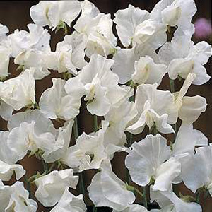 Unbranded Sweet Pea White Supreme Seeds