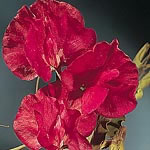 Unbranded Sweet Pea Winston Churchill Seeds 145233.htm