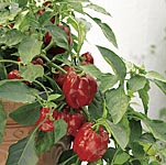 Unbranded Sweet Pepper Redskin F1 Pot Ready Plants