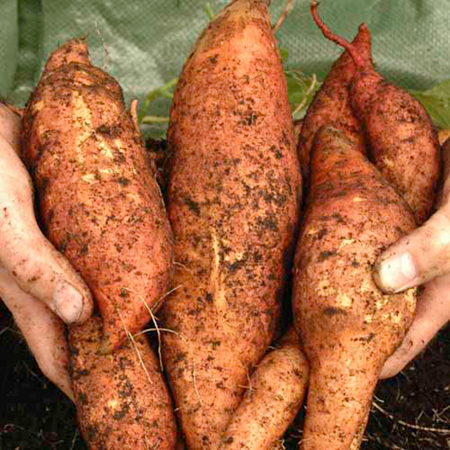 Unbranded Sweet Potato Beauregard Pack of 10 Pot Ready