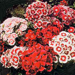 Irresistible  sparkling colours for the garden with a sweet  carnation-like fragrance. Everybody can
