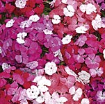 Unbranded Sweet William Clown F1 Seeds 428566.htm