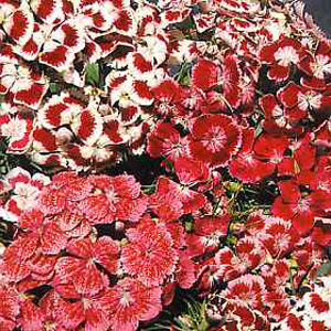 Unbranded Sweet William Excelsior Mixed Seeds