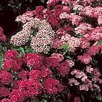 Unbranded Sweet William Forerunner Mixed Seeds