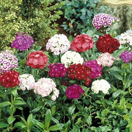 Unbranded Sweet William Noverna Mixed F1 Plants Pack of 16