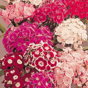 Sweet William Perfume Mix Seeds