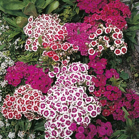 Unbranded Sweet William Roundabout Seeds Average Seeds 500