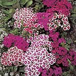 Sweet William Roundabout Seeds