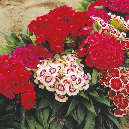 Unbranded Sweet William Scalliwag Seeds Average Seeds 500