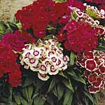 Unbranded Sweet William Scalliwag Seeds