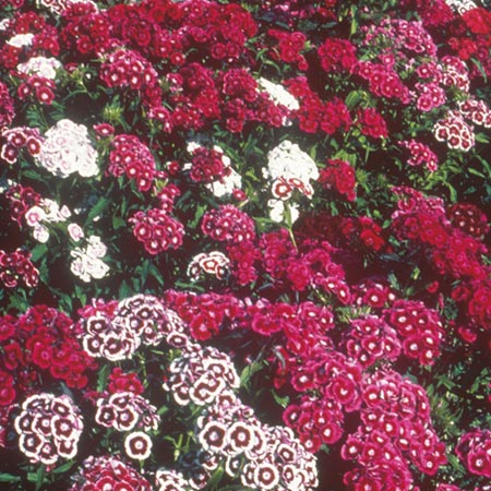 Unbranded Sweet William Special Mixed Seeds Average Seeds