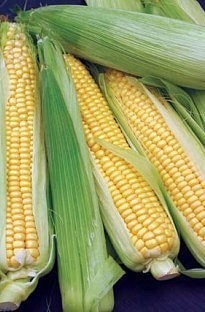 Unbranded Sweetcorn Supercorn x 5 young plants