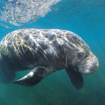 Unbranded Swim Where the Manatees Live - Adult