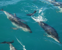 Unbranded Swim with Wild Dolphins- Rockingham Bay - Adult