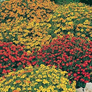 Unbranded Tagetes Star Fire Mix Seeds