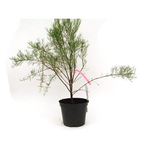 Unbranded Tamarix Tetrandra - Tamarisk