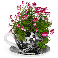 Unbranded Teacup Plant Pots (Blue with Polka Dots)