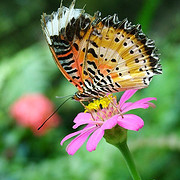 Teluk Bahang Nature Tour - Adult
