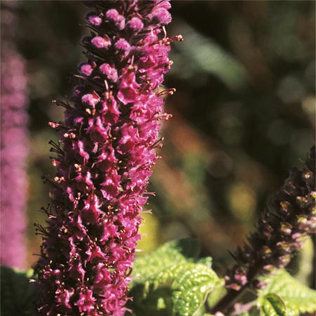 Unbranded Teucrium Hircanicum Seeds Average Seeds 90