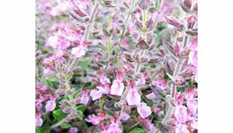 A small-leaved evergreen shrub ideal for creating a low hedge and a good alternative to box. Its racemes of deep pink blooms are loved by pollinating insects. Flowers summer to autumn. Height 20-30cm (8-12); spread 40-50 (16-20). Supplied in a 9cm po
