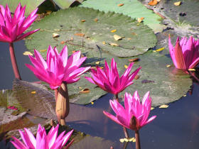 Unbranded Thailand nature tour