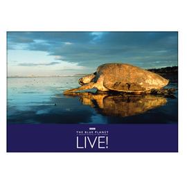 Unbranded The Blue Planet Poster - Turtle