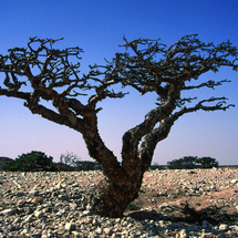 A UNESCO World Heritage Site, the trail was once crucial to the medieval trade of incense in the Mid