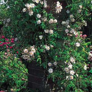 Unbranded The Garland - Climbing Rose