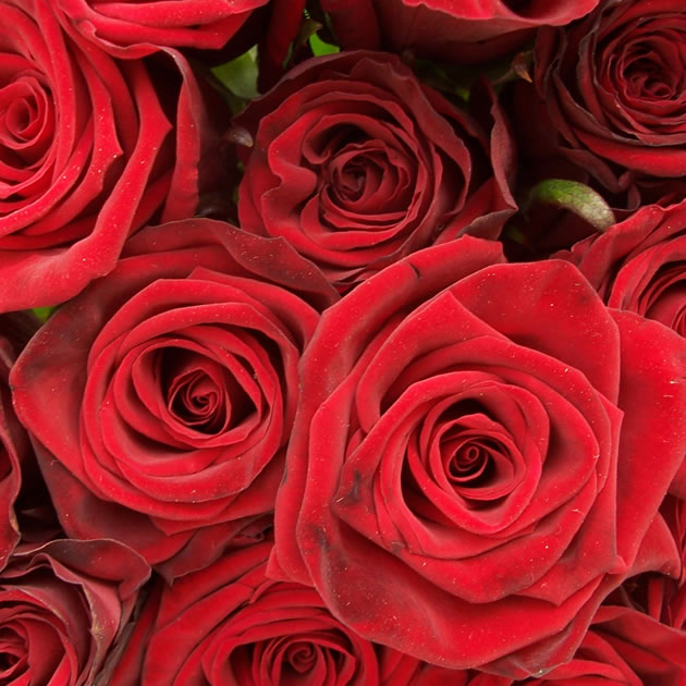 Unbranded The Whopper - 50 Red Roses and Chocolates