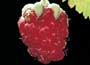 Thornless Loganberry